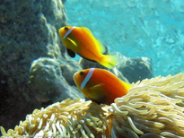 Peces payaso en anemona