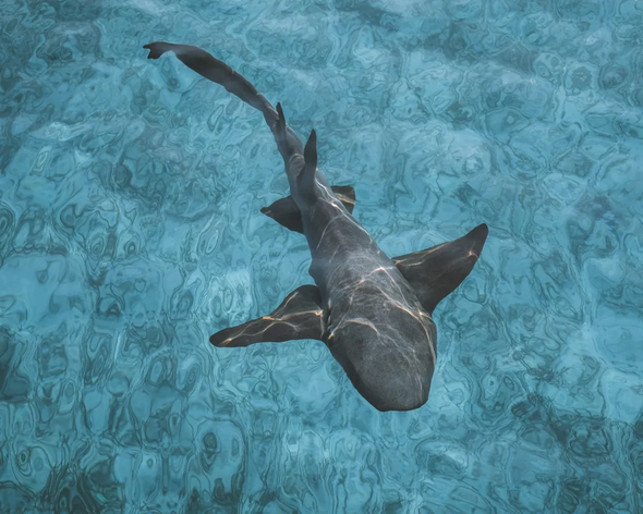 Tiburones nodriza