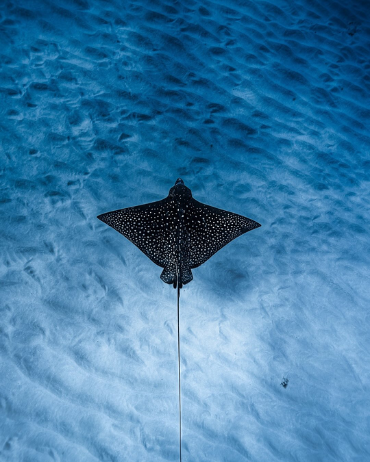Raya en aguas azules