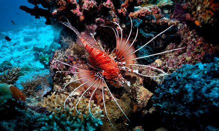 Coral y vida de arrecife