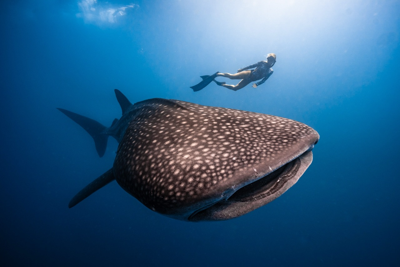 Tiburon ballena