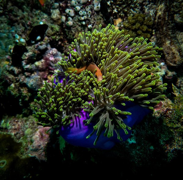 Thriving reef
