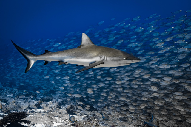 Shark over the reef